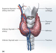 The largest artery in the body; How Many Arteries Are Present In A Human Body Quora