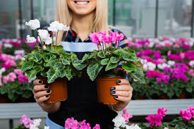 Maybe you would like to learn more about one of these? Garden Centre Longford