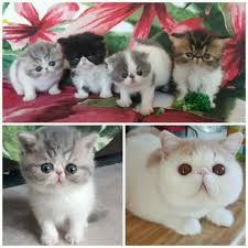 Yes, there are free kittens available on craigslist. Exotic Shorthair Cat Breeders Massachusetts Kittysites Com