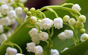 Vous venez de recevoir un joli bouquet de muguet , voire même plus… certes, vous pouvez parfumer votre maison avec, mais aussi vous pouvez lui donner une seconde vie en le replantant dans le jardin ou dans un. Muguet Fete Du Travail Cinq Choses Que Vous Ne Savez Peut Etre Pas Sur Le 1er Mai
