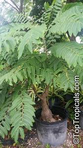 Image result for Phyllanthus mendesii