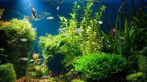 45 x 30 x 45; Cara Membuat Aquascape Murah Dan Mudah Untuk Pemula Lengkap Cara Merawatnya Citizen6 Liputan6 Com