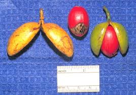 Image result for Sapotaceae
