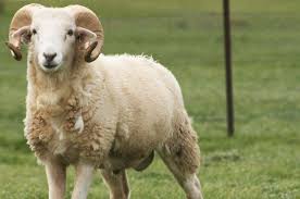 Sheep Husbandry Calender Sheep Farmyard Animal Animals