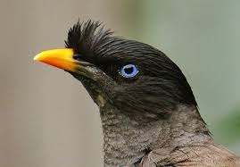 Bagi burung jalak kebo betina dan jantan juga memiliki jenis kicauan yang berbeda. Beberapa Jenis Burung Kerak Yang Biasa Dijumpai Di Pasar Burung Om Kicau