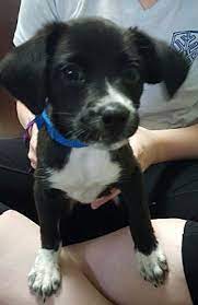 San Antonio Tx Border Collie Meet Francesca A Pet For Adoption