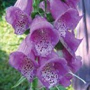 Digitalis Purpurea Giant Spotted Click Image To Learn More Add To Your Lists And Get Care Advice Reminders Each Month Foxglove Plant Foxglove Foxglove Care