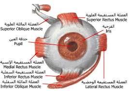 بالصور و الشرح علم وظائف أعضاء جسم الإنسان مع تشريح جسم الانسان Medical Words Rectus Muscle Body Care