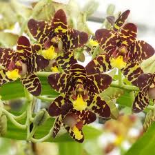 Image result for Ansellia