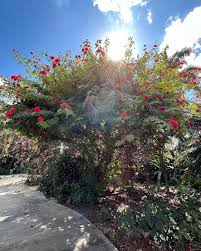 Image result for Calliandra haematocephala