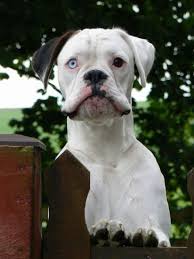 Black And White Boxer Dog Pin On Boxer Dogs