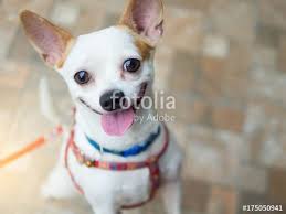 Pin By Denizli Jeroniimo Sanchez On Mascot Public Awareness Cute Chihuahua Happy Animals Chihuahua Funny