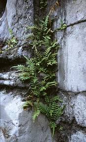 Image result for Pteridaceae