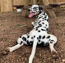 Image result for dalmatian