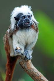 Cotton Top Tamarin Animals Unusual Animals Cute Animals