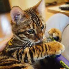 Pin On All About Cats