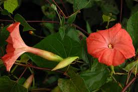 Image result for Operculina