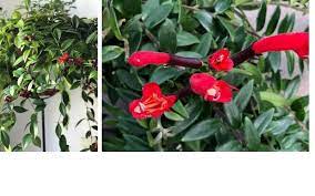 Piante appartamento a fiore rosso. Il Blog Di Yougardener 5 Piante D Appartamento Ricadenti
