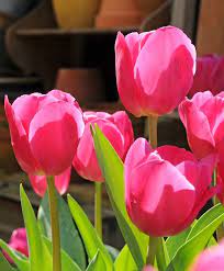 Tulip Christmas Dream Single Early Tulips Tulips Flower Bulb Index Bulb Flowers Tulips Tulips Flowers