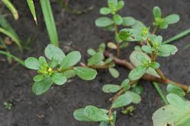 Image result for Portulaca oleracea