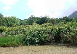 Image result for Rhoicissus tomentosa