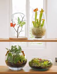 Sous Cloche Ou Terrarium Voici La Tendance Vegetale Du Moment Terrarium Idees Terrariums Jardinerie Truffaut