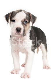 American pitbull terriers are often thought of as a dangerous breed. Pitbull Terrier Welpen Stockfotos Freeimages Com