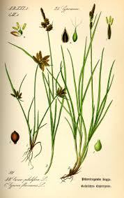 Image result for Cyperus pectinatus