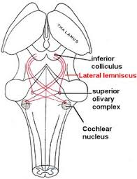 Therefore, brainstem nuclei are referred to as either sensory or motor nuclei depending on the nature of the nerves that derive from them. Alireza Alirezamlk1999 Profile Pinterest