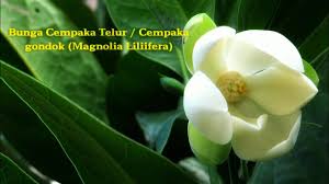 Tanaman cempaka wangi menghasilkan bunga yang umumnya berwarna putih dan kuning. Bunga Cempaka Telur Cempaka Gondok Magnolia Liliifera Youtube
