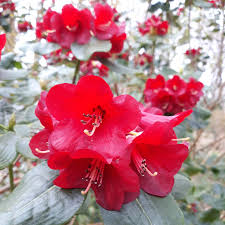 Image result for Rourea thomsonii