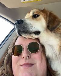 A big thank you to yesterday's volunteers Joanna and Sam who were a great  help. They walked Finley, Sparka, Sandsa, Octavia, Bonnie Hamish, the G  girls, Warren, Fido, and our 4 retrievers