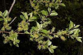 Image result for Casearia runssorica