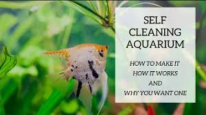 Best aquarium substrate for planted tank. Self Cleaning Aquarium How To Make A Self Sustaining Aquarium In 2021