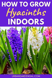 Calla grows along wet streambanks in the wild, so you know it loves constant moisture indoors! How To Grow Hyacinth Flowers Indoors Growing Bulbs Indoors Hyacinth Flowers Growing Bulbs