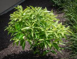The lovely sweetbay magnolia, magnolia virginiana, goes by many common names, including sweet magnolia, swamp magnolia, swamp bay, laurel, white magnolia, and. Magnolia Virginiana Var Australis Perry Paige Sweet Thing