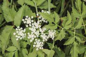 Image result for Apium graveolens