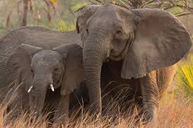 without tusks to escape ivory poachers ...