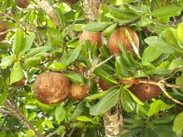 Image result for Mammea