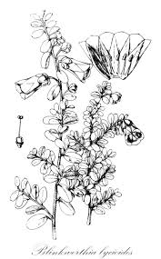 Image result for Bonamia mossambicensis
