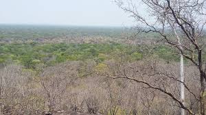 Image result for Oldfieldia dactylophylla