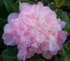 Pin On Camellias