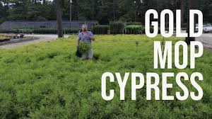 We did not find results for: Gold Mop Cypress In 2 Minutes Golden Threadleaf Evergreen Youtube