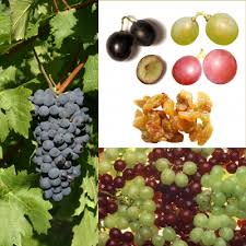 Image result for Vitis