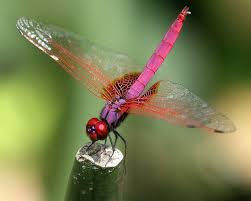Black And Yellow Dragonfly With Green Eyes Pink Dragonfly Pink Dragonfly Damselfly Dragonfly