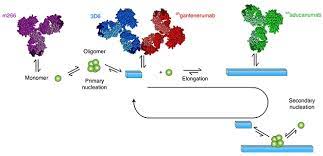 Of Four Ab Antibodies Only Aducanumab Stems Tide Of Toxic Oligomers Alzforum
