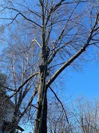 Select a tree stand that can hold 1 gallon of water. Fraser Tree Care Home Facebook