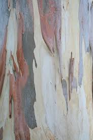 There are no taller trees in the world than eucalyptus trees. Eucalyptus Tree Bark Tree Textures Tree Bark Texture Eucalyptus Tree