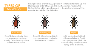 If the house has a crawlspace, install a vapor barrier and if there is still excessive moisture, take steps necessary to dry the crawl including dehumidification. All There Is To Know About The Often Misunderstood Earwig Lloyd Pest Control