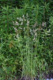 Image result for Macrotyloma daltonii